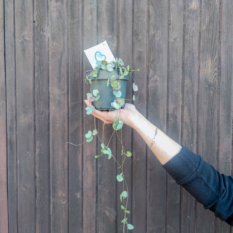 Lampášik (Ceropegia woodii) - výška 10 cm, Ø 20-30 cm, kont. C1L